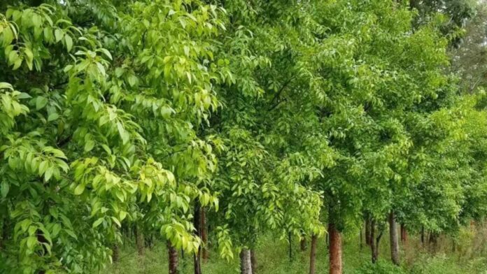 ಶ್ರೀಗಂಧ